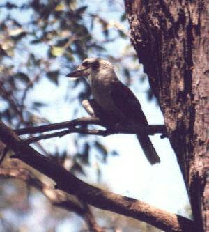 Kookaburra