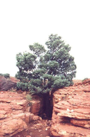 Baum Kings Canyon