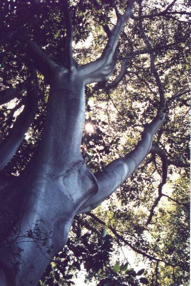 Eukalyptus Mel. Eukalyptus Mel.