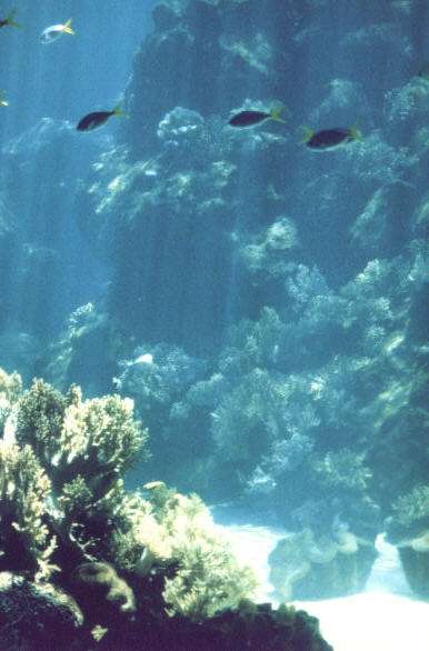 Great Barrier Reef Great Barrier Reef