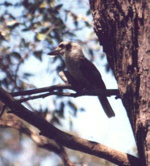 Kookaburra Kookaburra