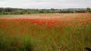 2017-05-18 Roter Mohn