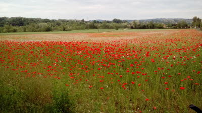 2017-05-18 Roter Mohn