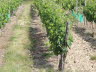 2017-05-27 herrliche Weinberge