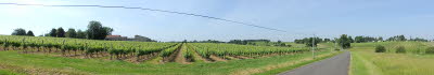 2017-05-27 Weinberge I