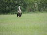 Storch vor Wallhausen