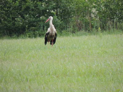 Storch vor Wallhausen