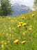 Blumenwiese