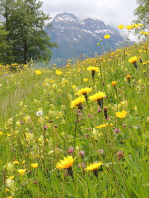 Blumenwiese
