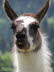 Schwarzenburger Land mit Lamas