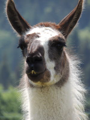 Schwarzenburger Land mit Lamas