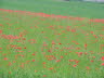 Schner Klatschmohn