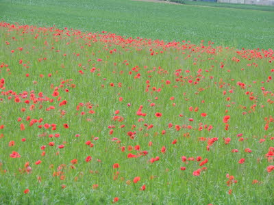Schner Klatschmohn